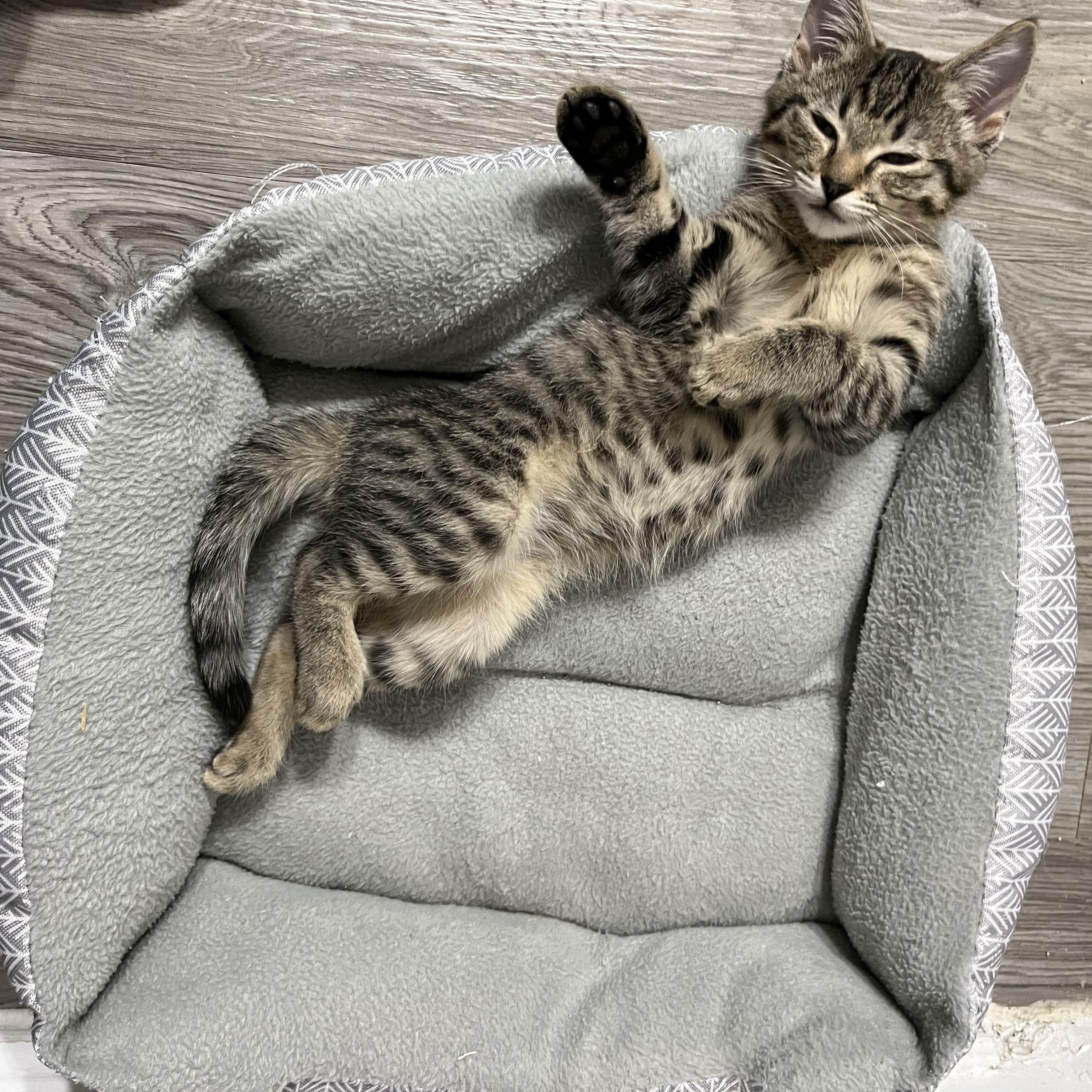 Azalea Rose, a ADOPTABLE Domestic Short Hair in The Colony, TX image 4/6