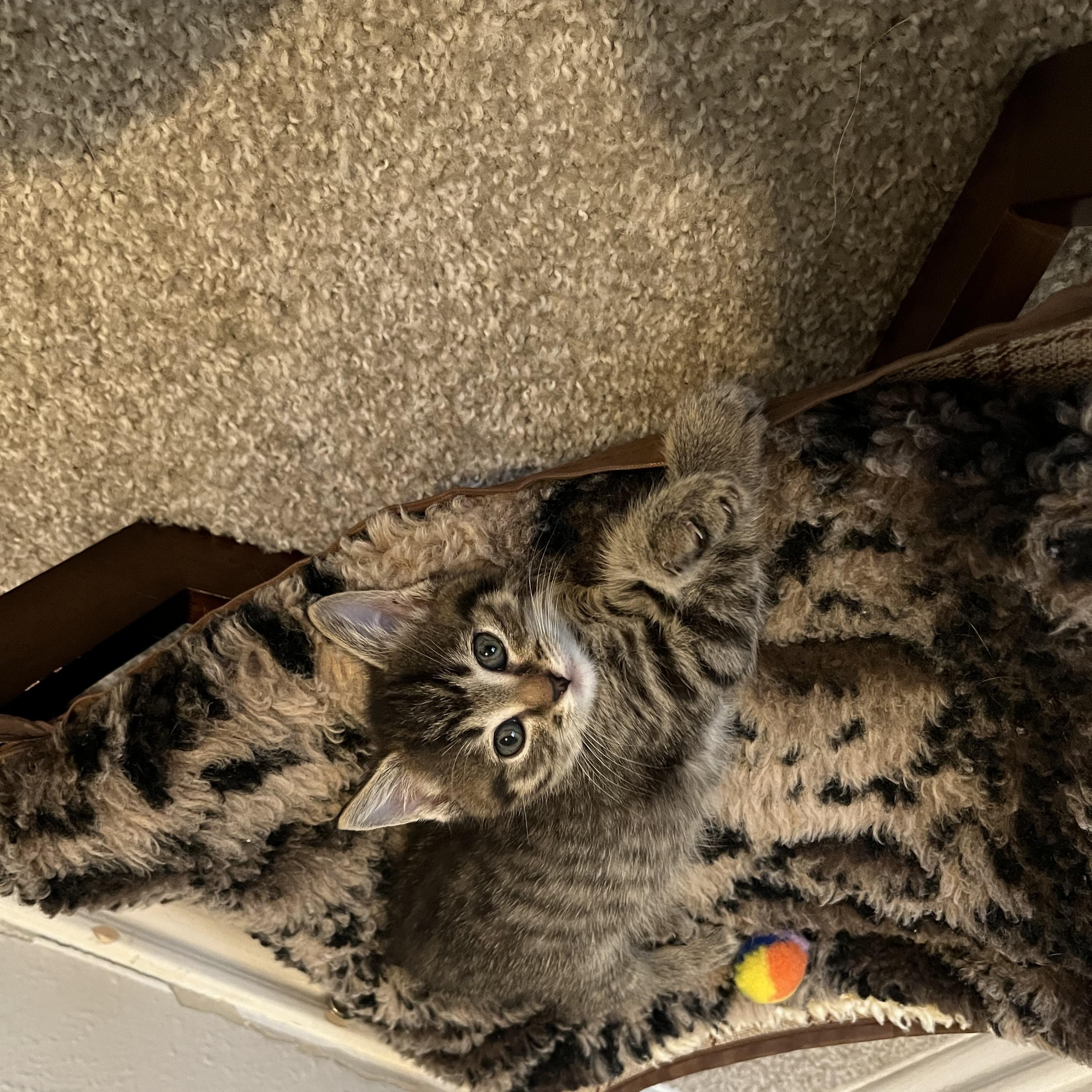 Azalea Rose, a ADOPTABLE Domestic Short Hair in The Colony, TX image 6/6
