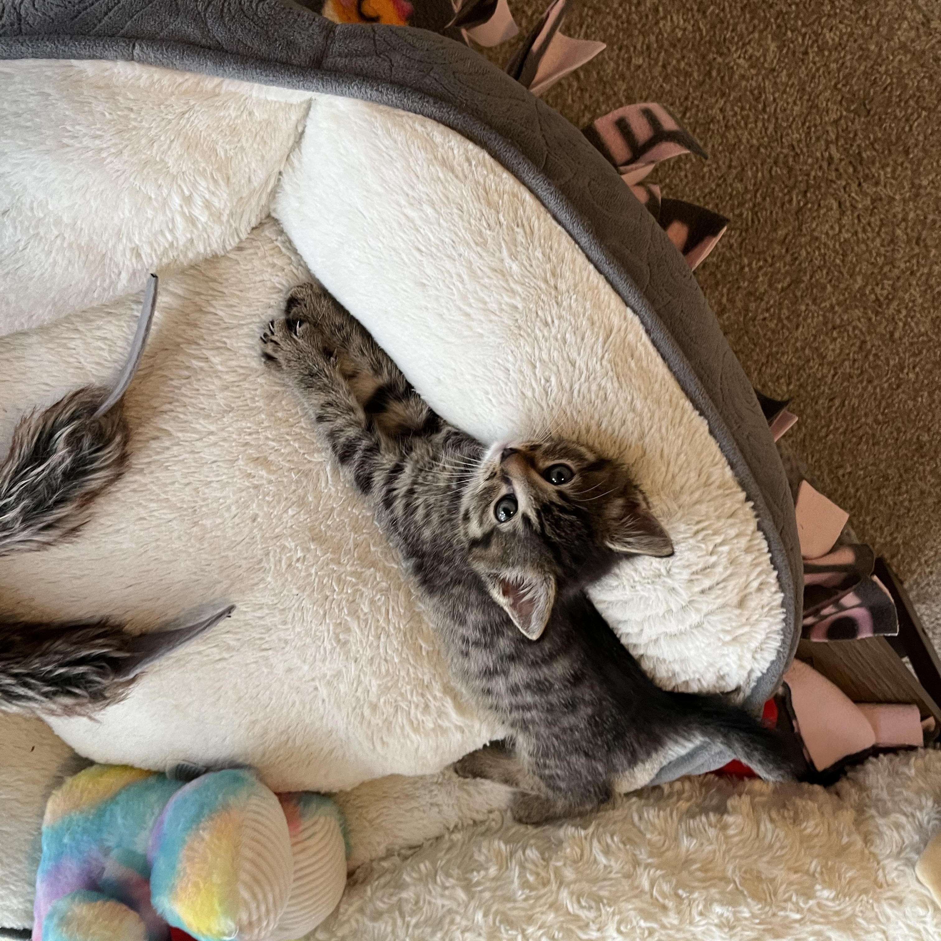 Azalea Rose, a ADOPTABLE Domestic Short Hair in The Colony, TX image 3/6