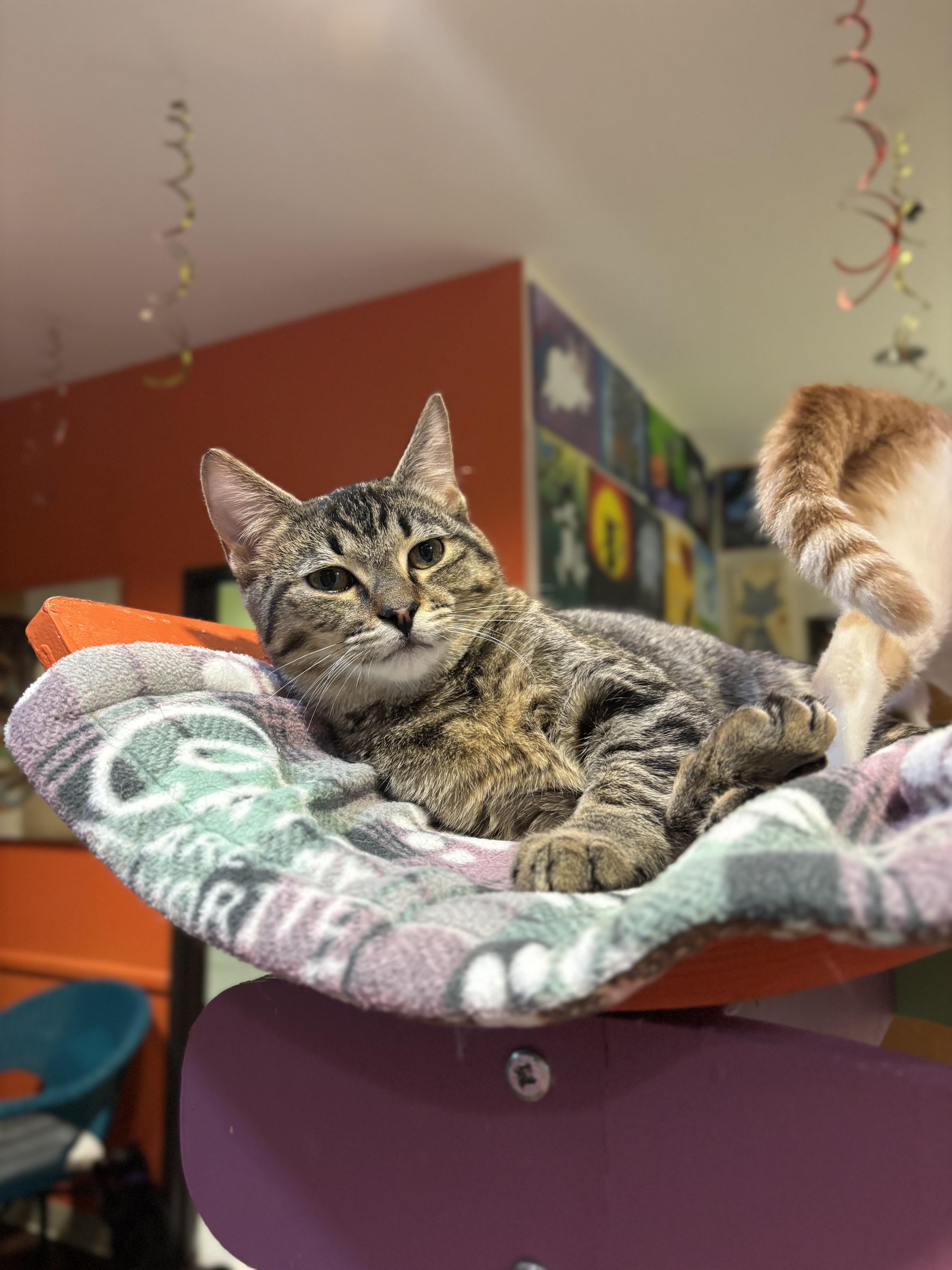 Azalea Rose, ADOPTABLE, Kitten Female Domestic Short Hair.
