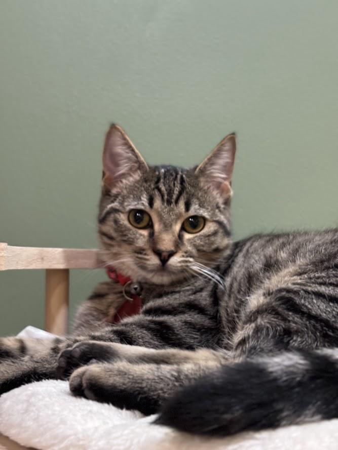 Enlarge Azalea Rose, a Adopted Domestic Short Hair in The Colony, TX image 1/6