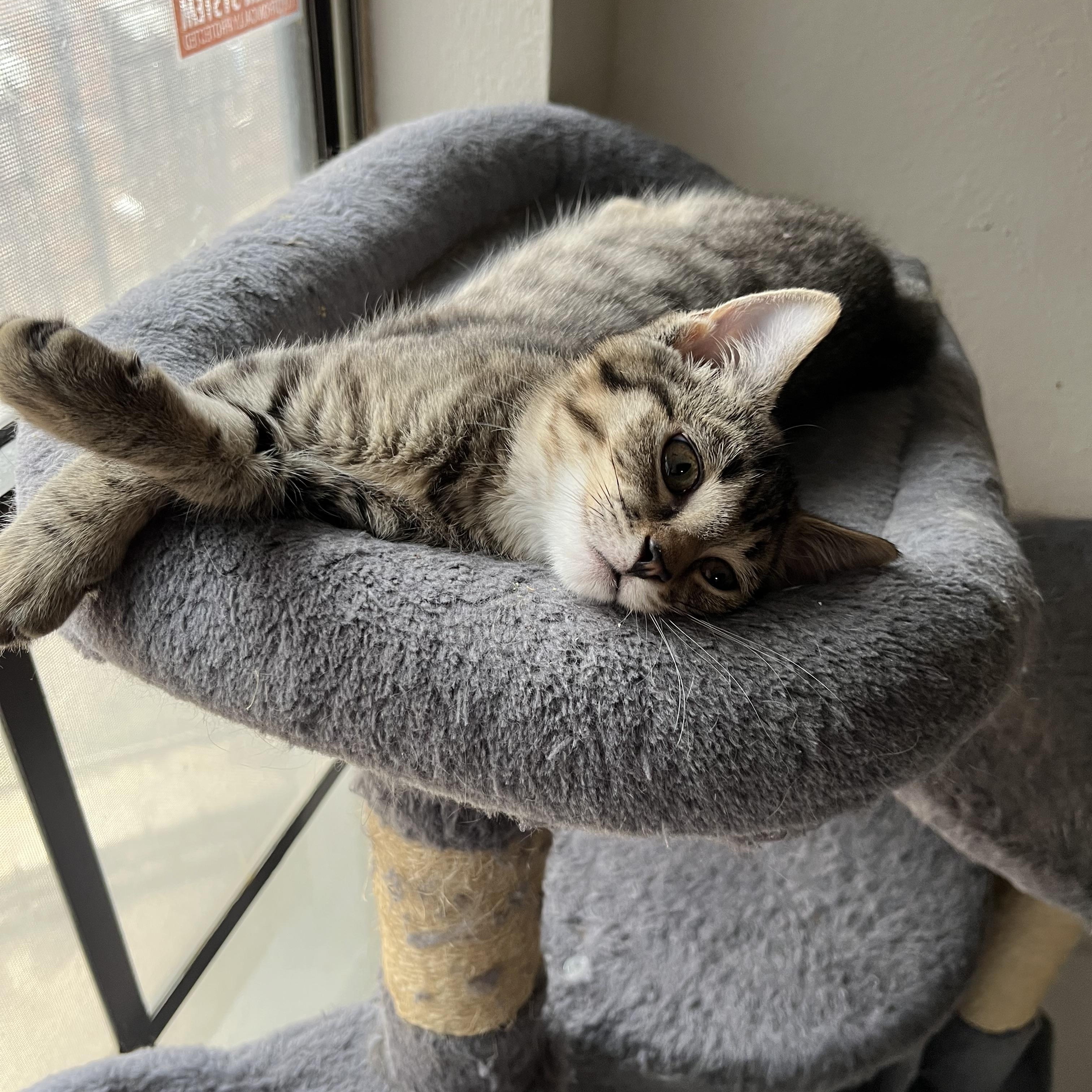 Azalea Rose, a ADOPTABLE Domestic Short Hair in The Colony, TX image 2/6