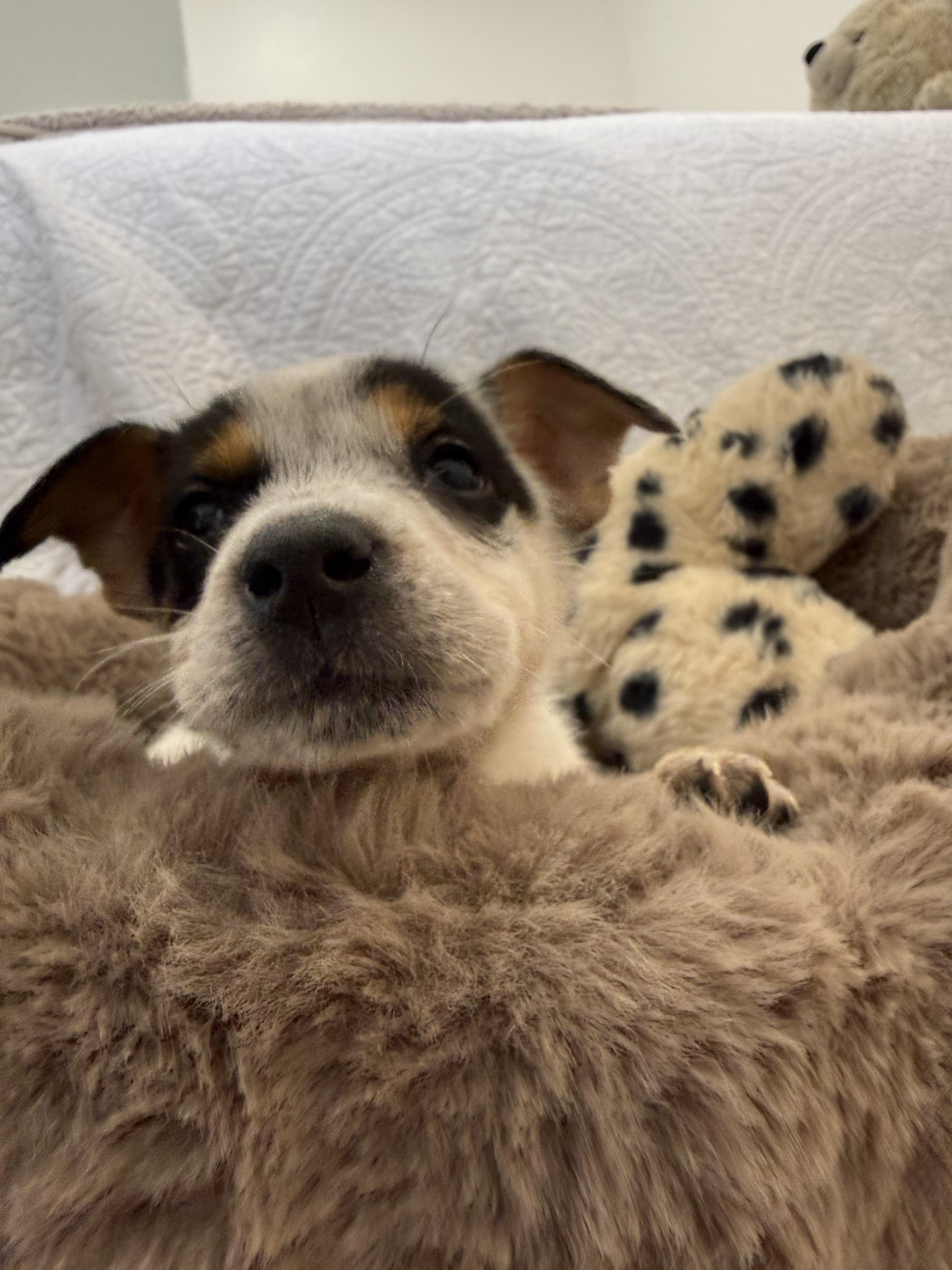 Blossom, Adopted, Young Female Australian Cattle Dog / Blue Heeler.