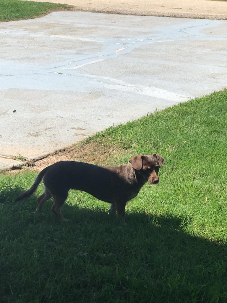RyLee, an adopted Chiweenie in Mineola, TX image 2/2