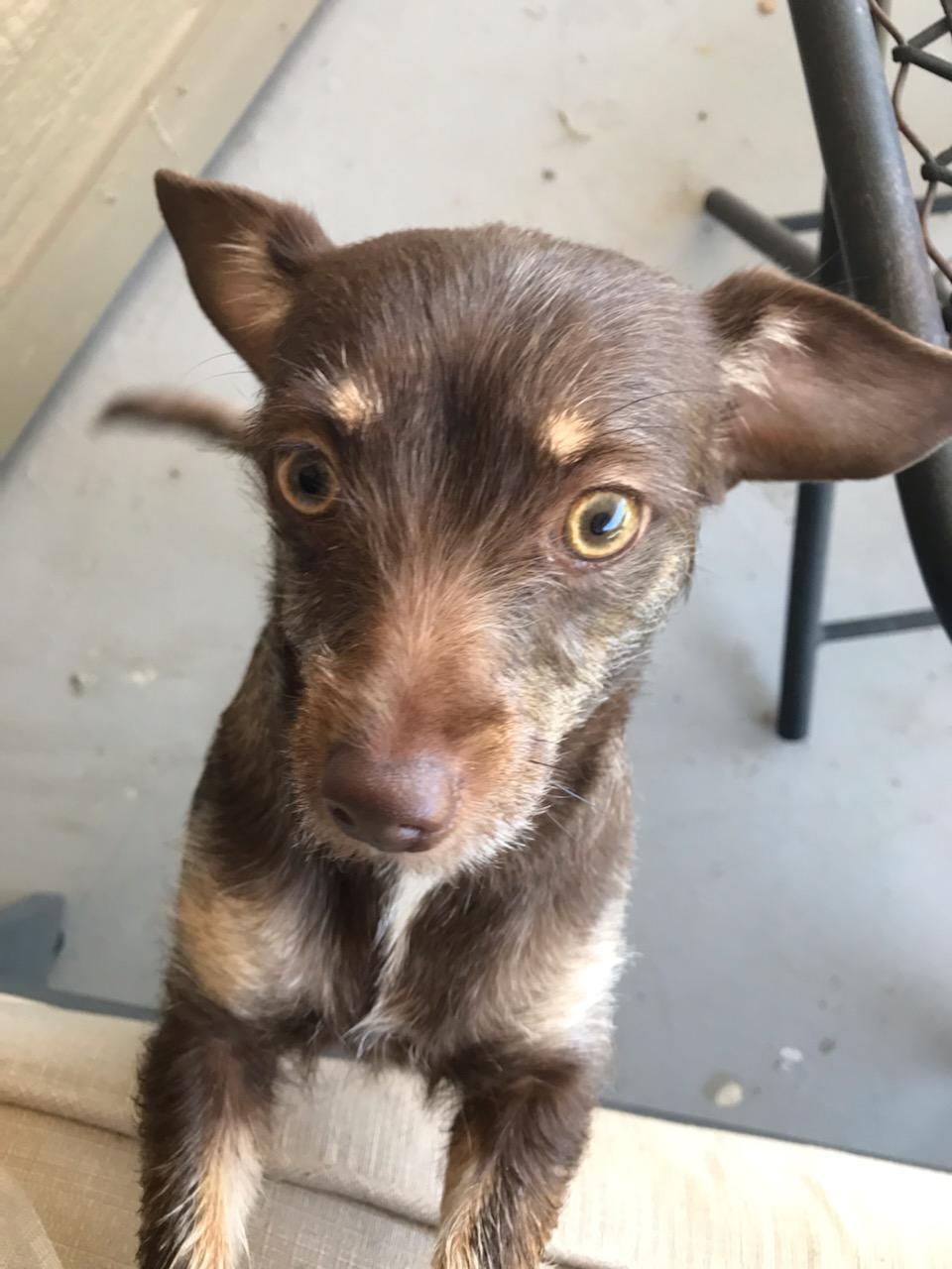 RyLee, an adopted Chiweenie in Mineola, TX image 1/2