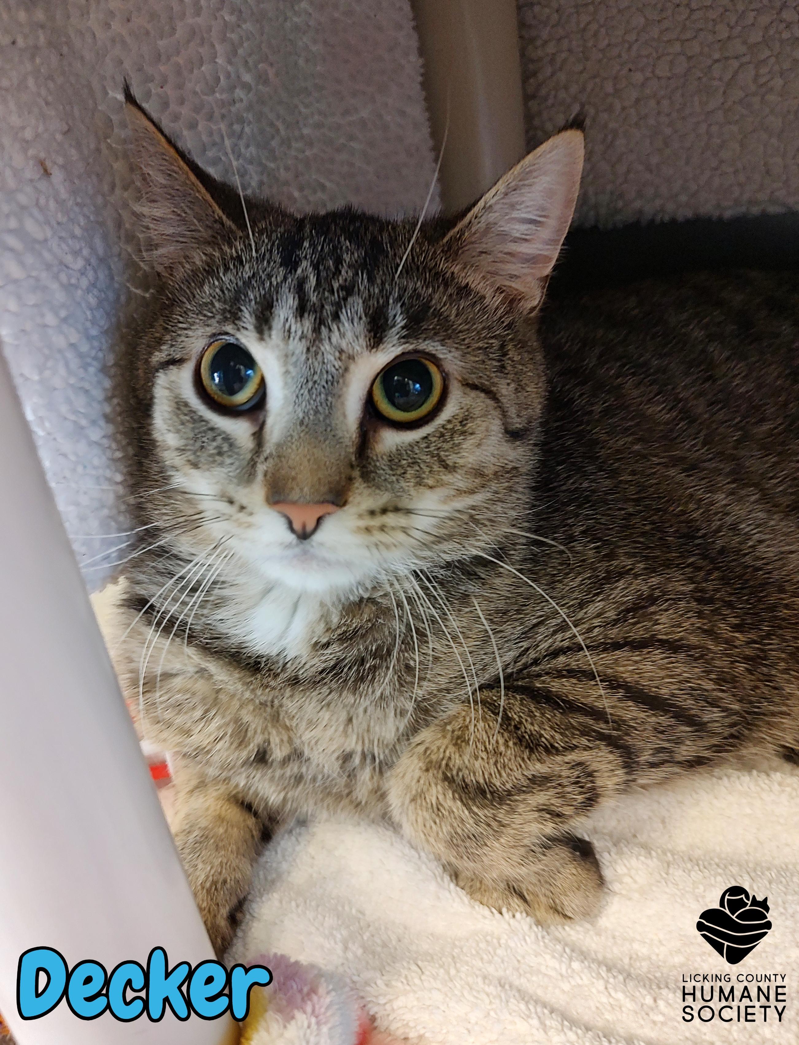 Enlarge Decker, a Adoptable Domestic Short Hair in Heath, OH image 2/2