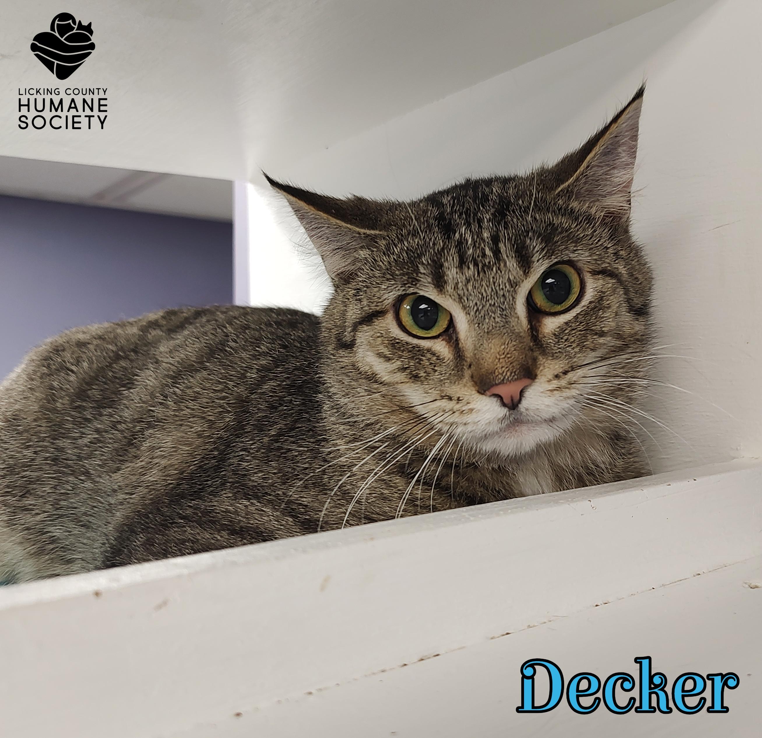 Enlarge Decker, a Adoptable Domestic Short Hair in Heath, OH image 1/2