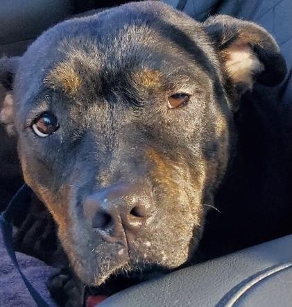 Rosie, a Adoptable mixed breed in North Fort Myers, FL image 1/4