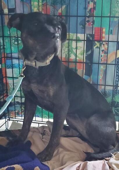 Rosie, a Adoptable mixed breed in North Fort Myers, FL image 3/4