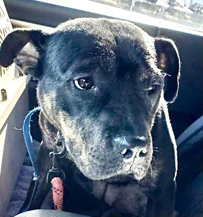 Rosie, a Adoptable mixed breed in North Fort Myers, FL image 2/4