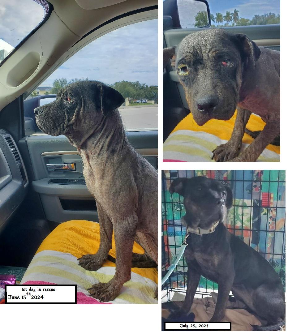 Rosie, a Adoptable mixed breed in North Fort Myers, FL image 4/4