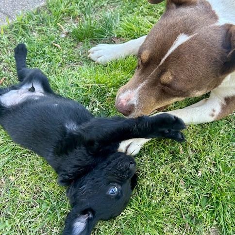 Enlarge Trenton (5/13), an adopted mixed breed in Watertown, CT image 5/6