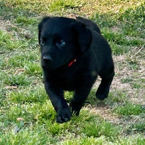 Enlarge Trenton (5/13), an adopted mixed breed in Watertown, CT image 6/6