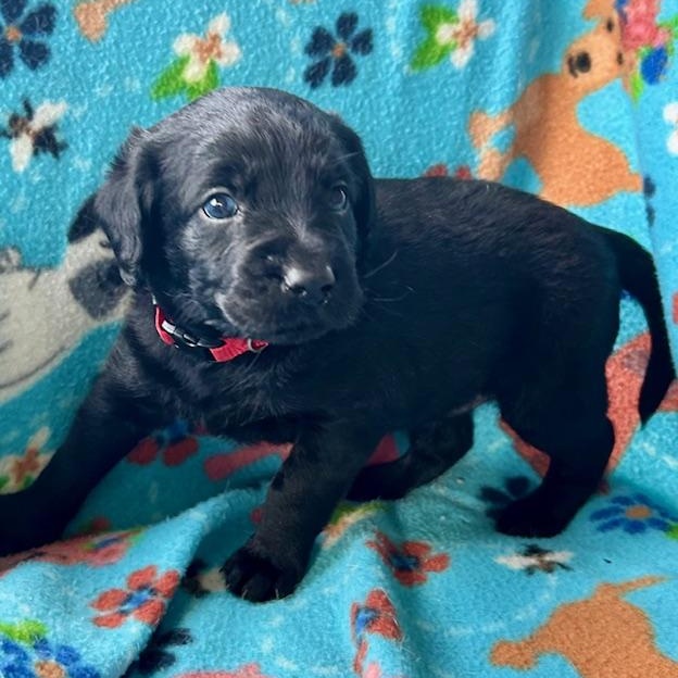 Enlarge Trenton (5/13), an adopted mixed breed in Watertown, CT image 4/6