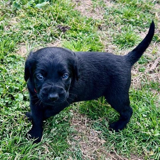 Enlarge Trenton (5/13), an adopted mixed breed in Watertown, CT image 3/6