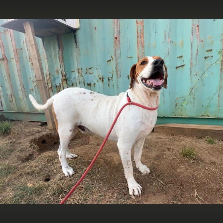 TJ, Adopted, Adult Male Hound.