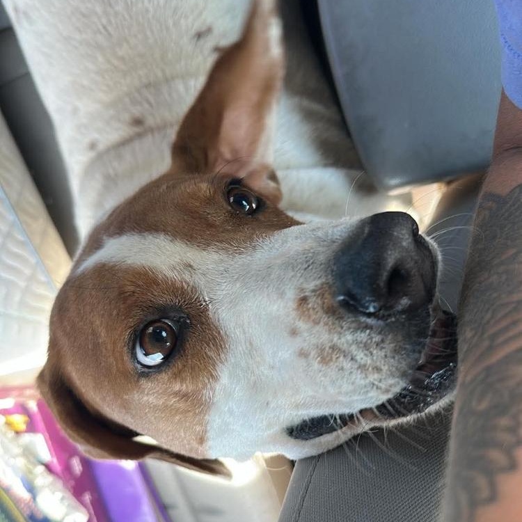 Enlarge TJ, a Adopted mixed breed in Paradise, TX image 5/6