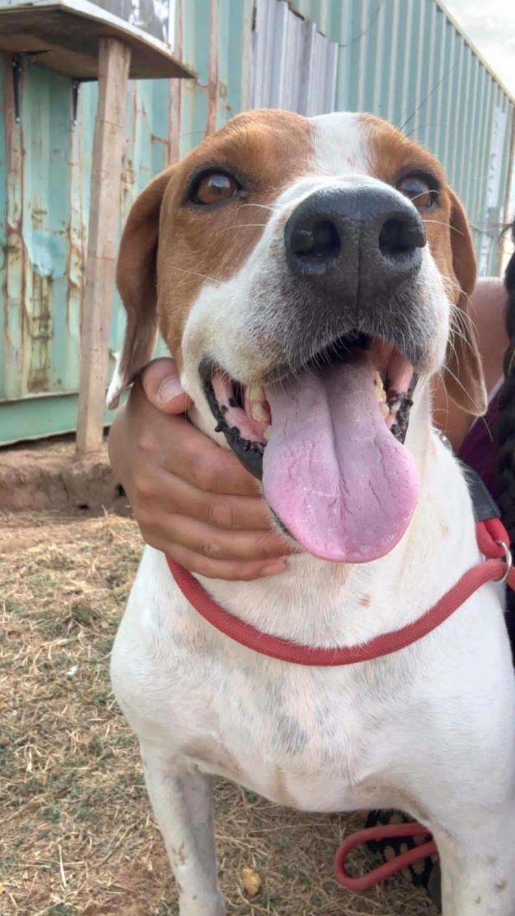 Enlarge TJ, a Adopted mixed breed in Paradise, TX image 2/6