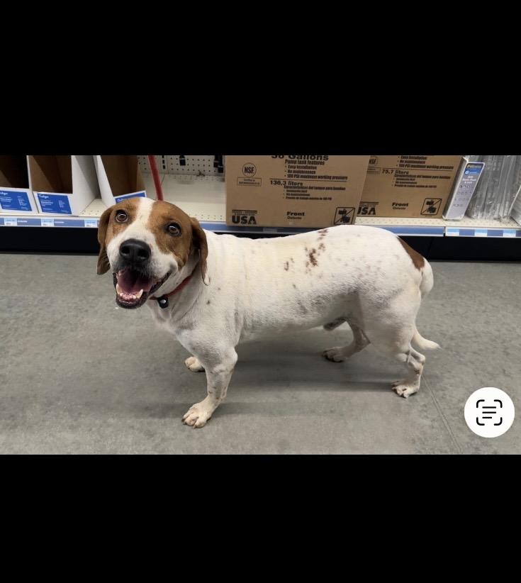 Enlarge TJ, a Adopted mixed breed in Paradise, TX image 3/6