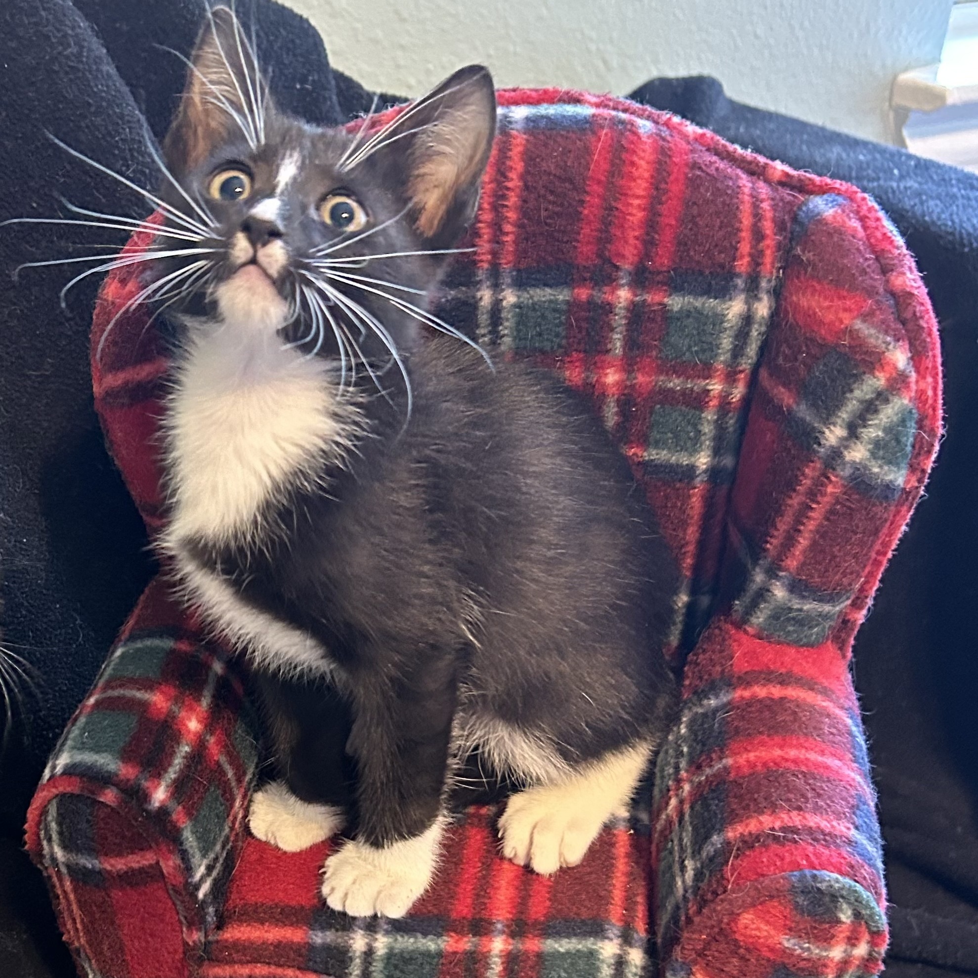 Oscar