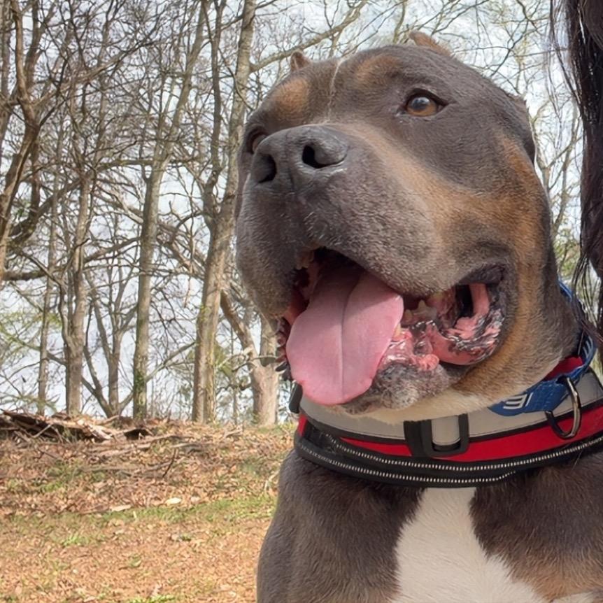 Bruno, Adoptable, Adult Male Pit Bull Terrier.