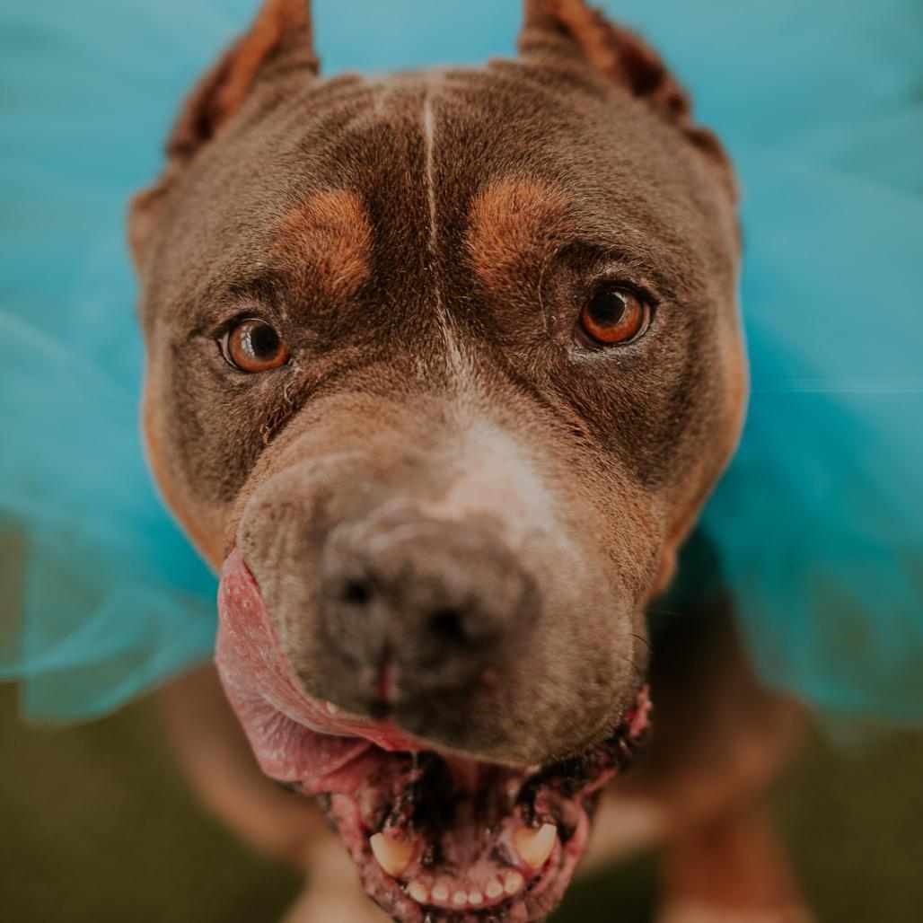 Bruno, a Adoptable Pit Bull Terrier in Austell, GA image 3/6