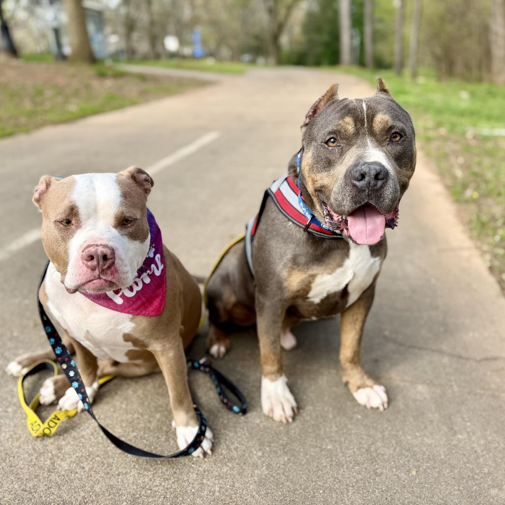 Bruno, a Adoptable Pit Bull Terrier in Austell, GA image 4/6