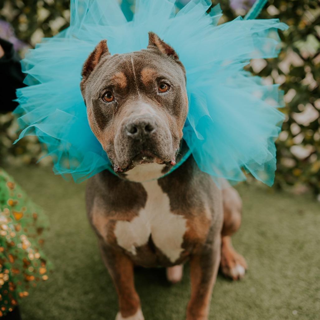 Bruno, a Adoptable Pit Bull Terrier in Austell, GA image 5/6