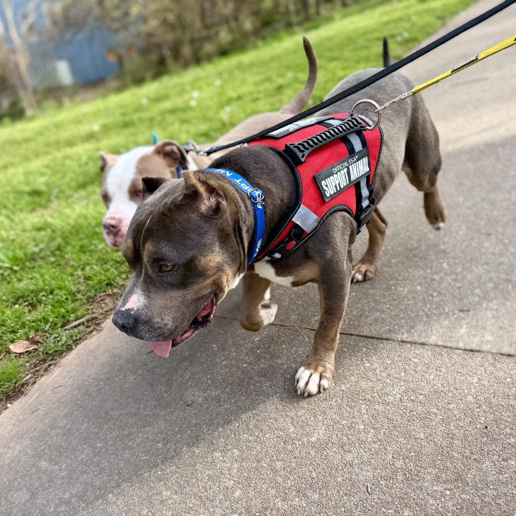 Bruno, a Adoptable Pit Bull Terrier in Austell, GA image 6/6