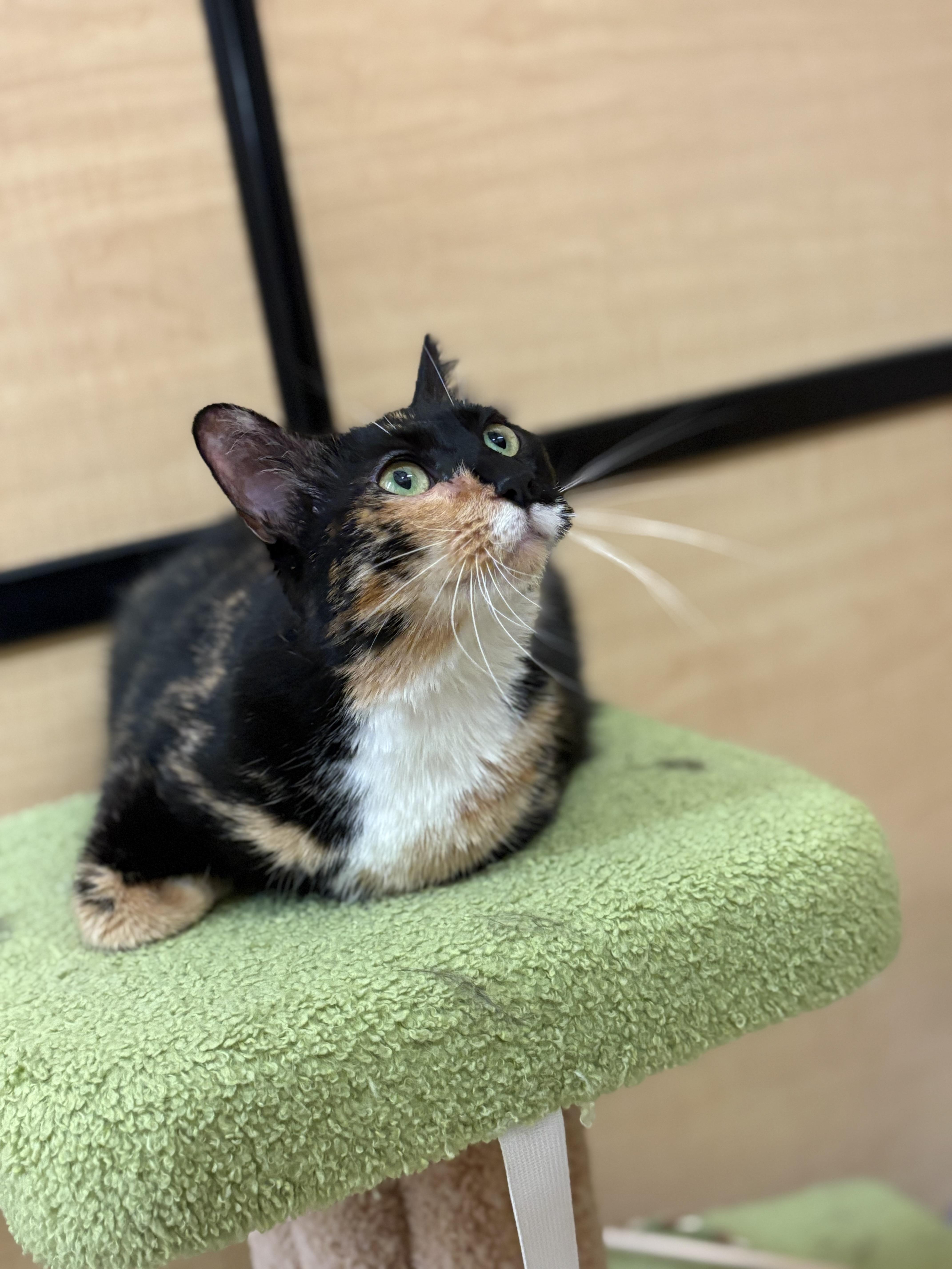 Nina, Adoptable, Young Female Calico.