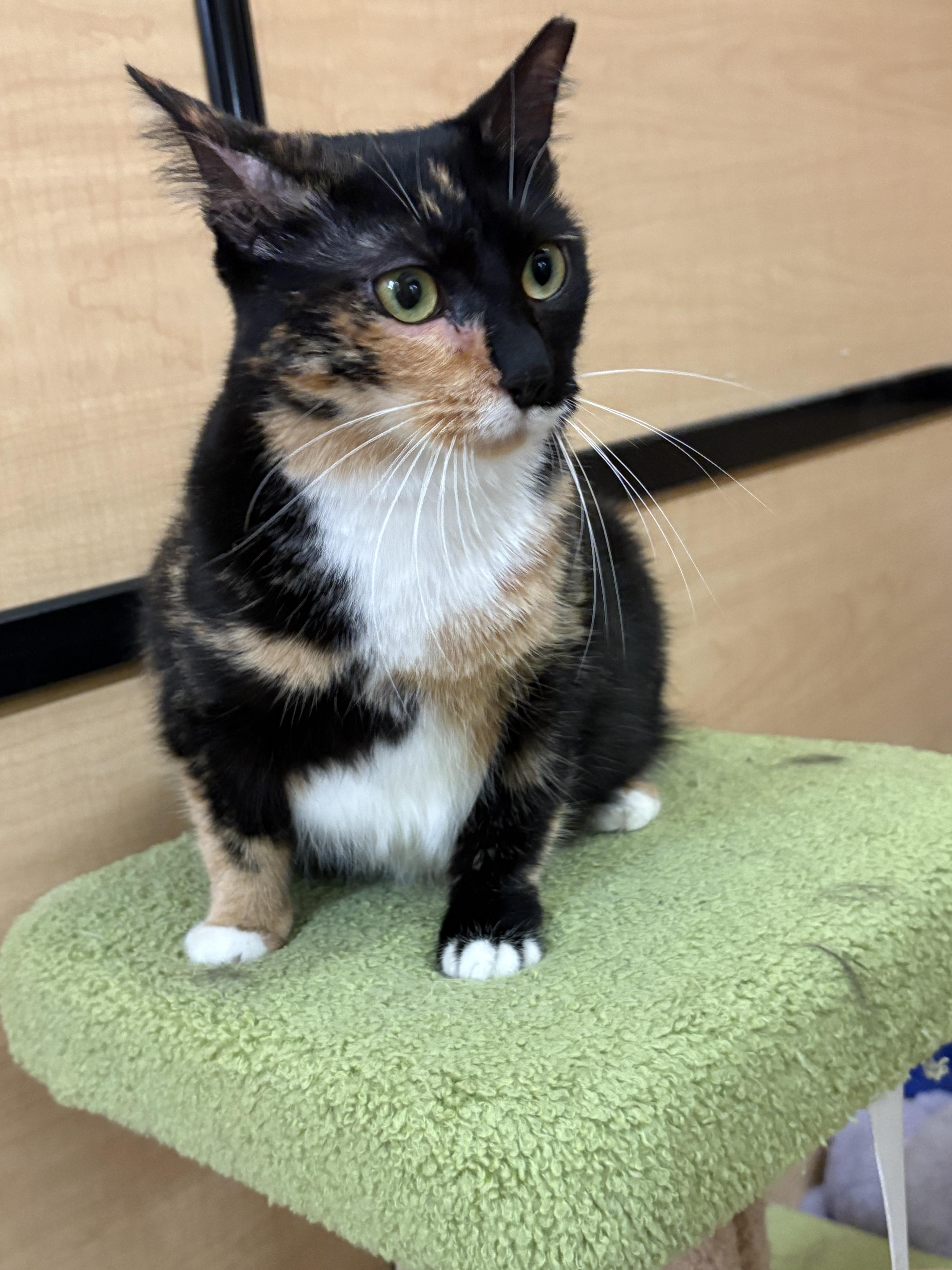 Nina, a Adoptable Calico in SCOTTSDALE, AZ image 2/4