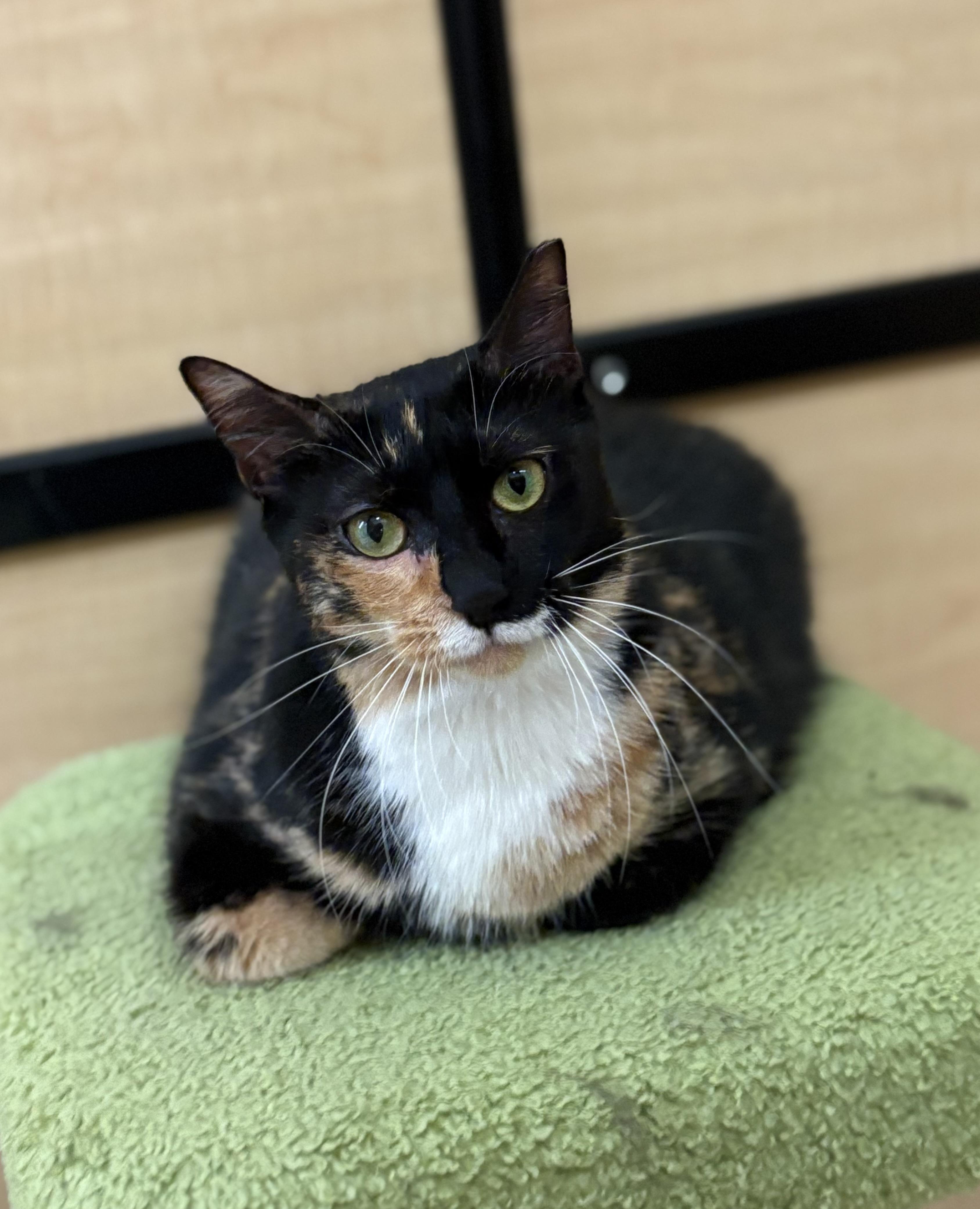 Nina, Adoptable, Young Female Calico.