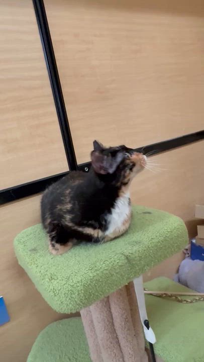 Enlarge Nina, a Adoptable Calico in SCOTTSDALE, AZ video 4/4