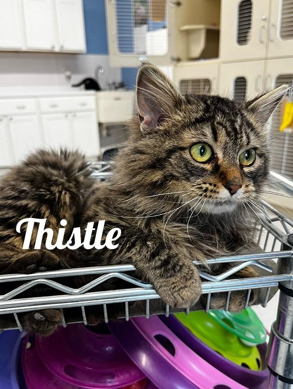 Thistle, Adult Female Domestic Long Hair