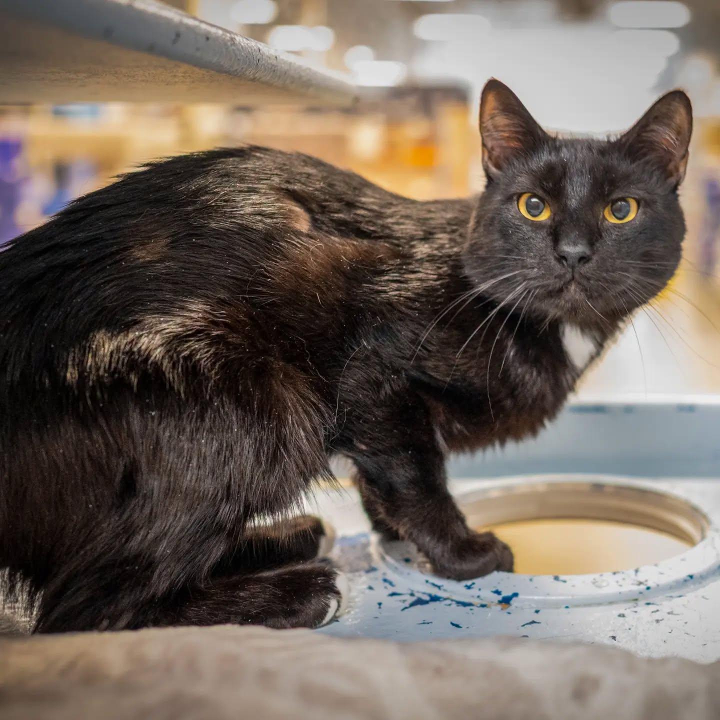 Billy, Adoptable, Young Male Domestic Short Hair.