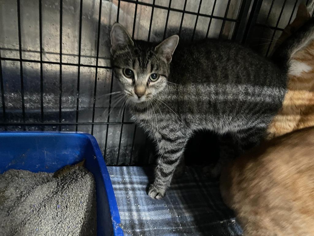 Enlarge Fern, a Adoptable mixed breed in Pittsfield, IL image 1/2