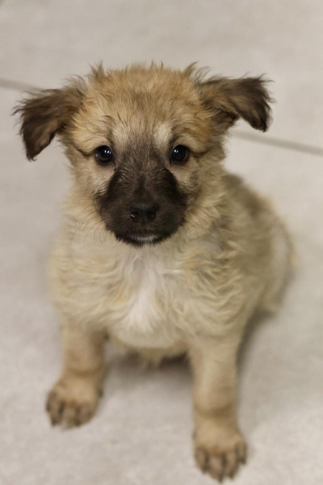 Miso, a ADOPTABLE Mixed Breed in TUCSON, AZ image 2/3