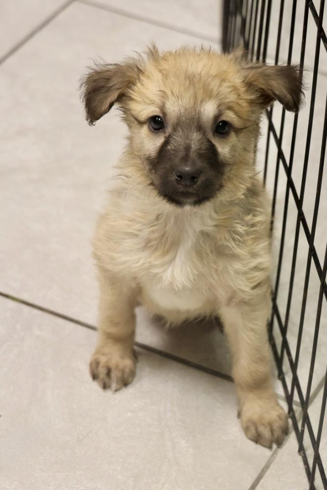 Miso, a ADOPTABLE Mixed Breed in TUCSON, AZ image 3/3