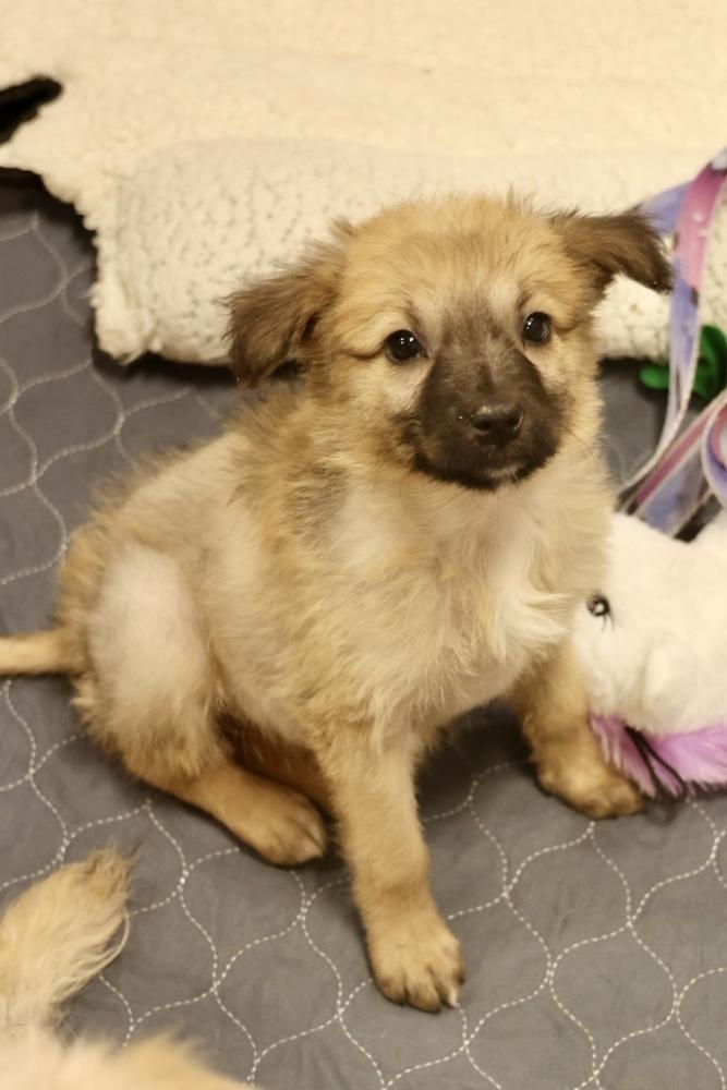 Miso, a ADOPTABLE Mixed Breed in TUCSON, AZ image 1/3
