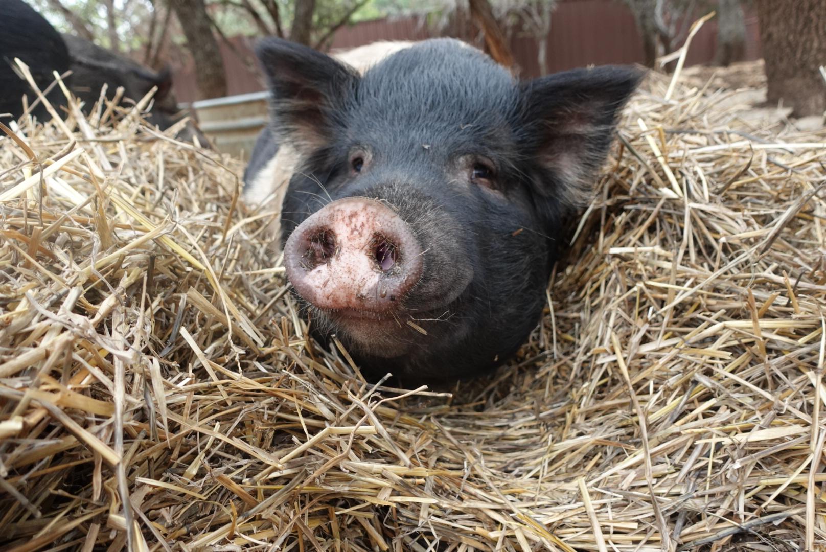 Enlarge Gus, a Adoptable Pig in Bulverde, TX image 1/3