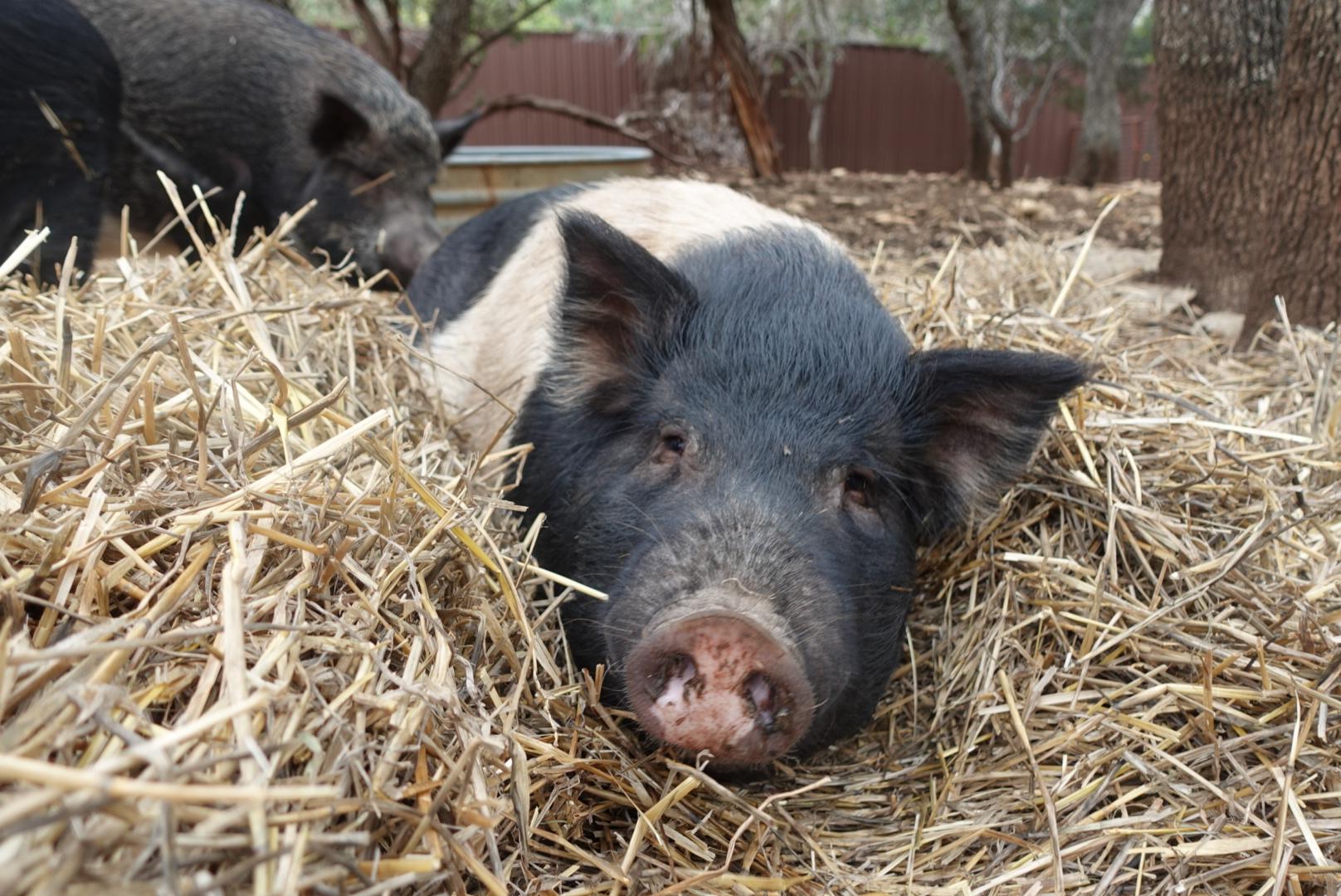 Enlarge Gus, a Adoptable Pig in Bulverde, TX image 2/3