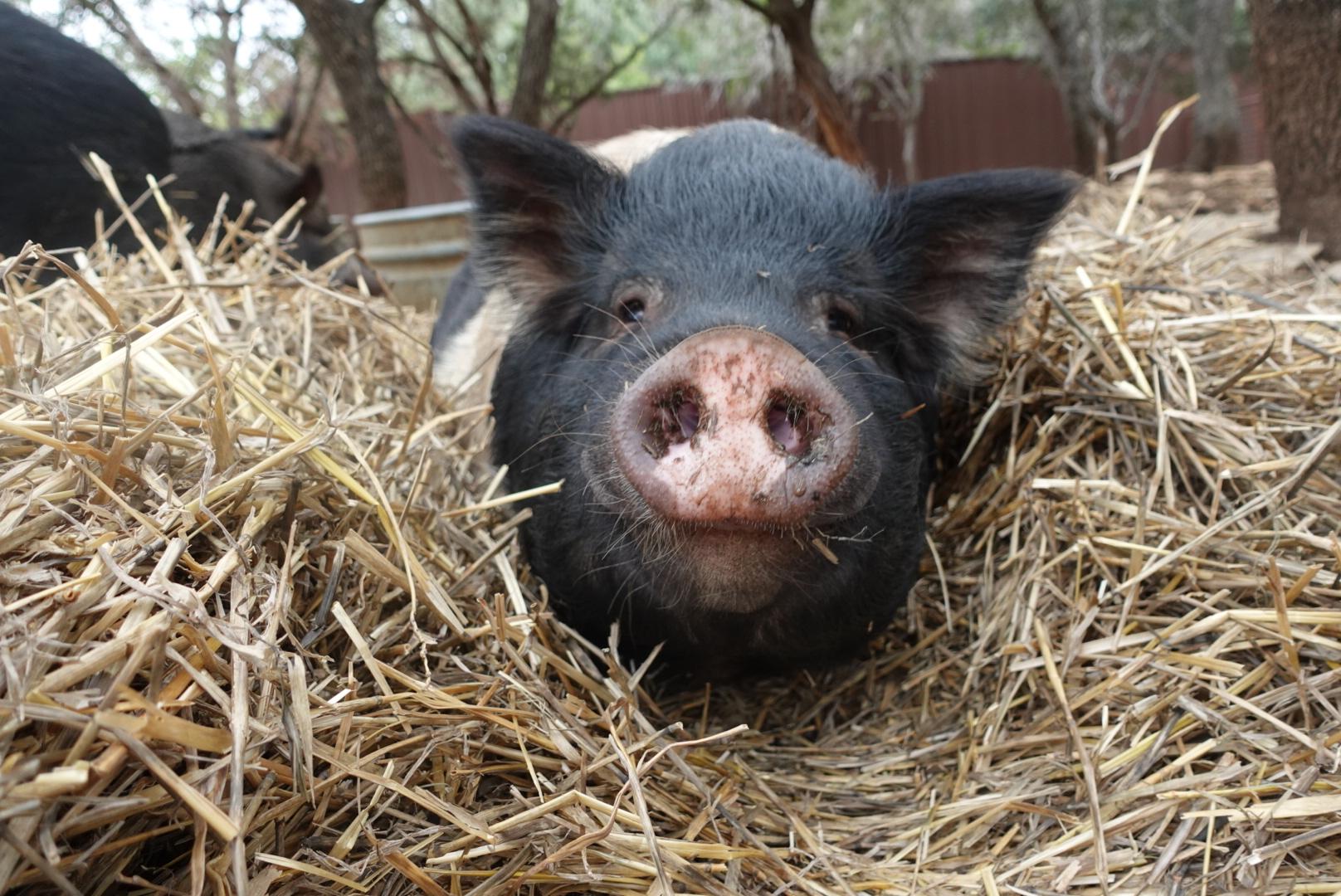 Enlarge Gus, a Adoptable Pig in Bulverde, TX image 3/3
