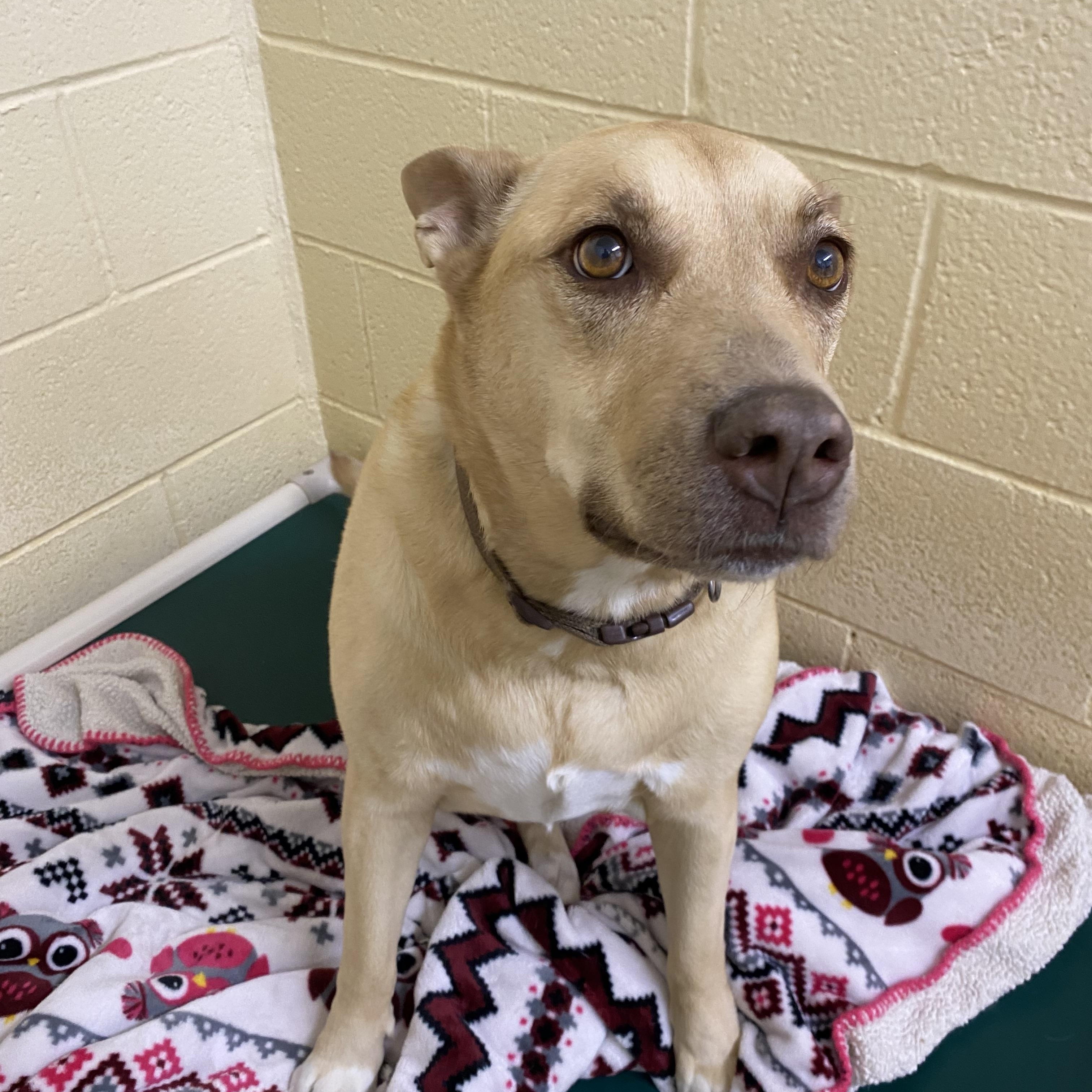 Enlarge Faye, a Adoptable Mixed Breed in Choteau, MT image 2/2