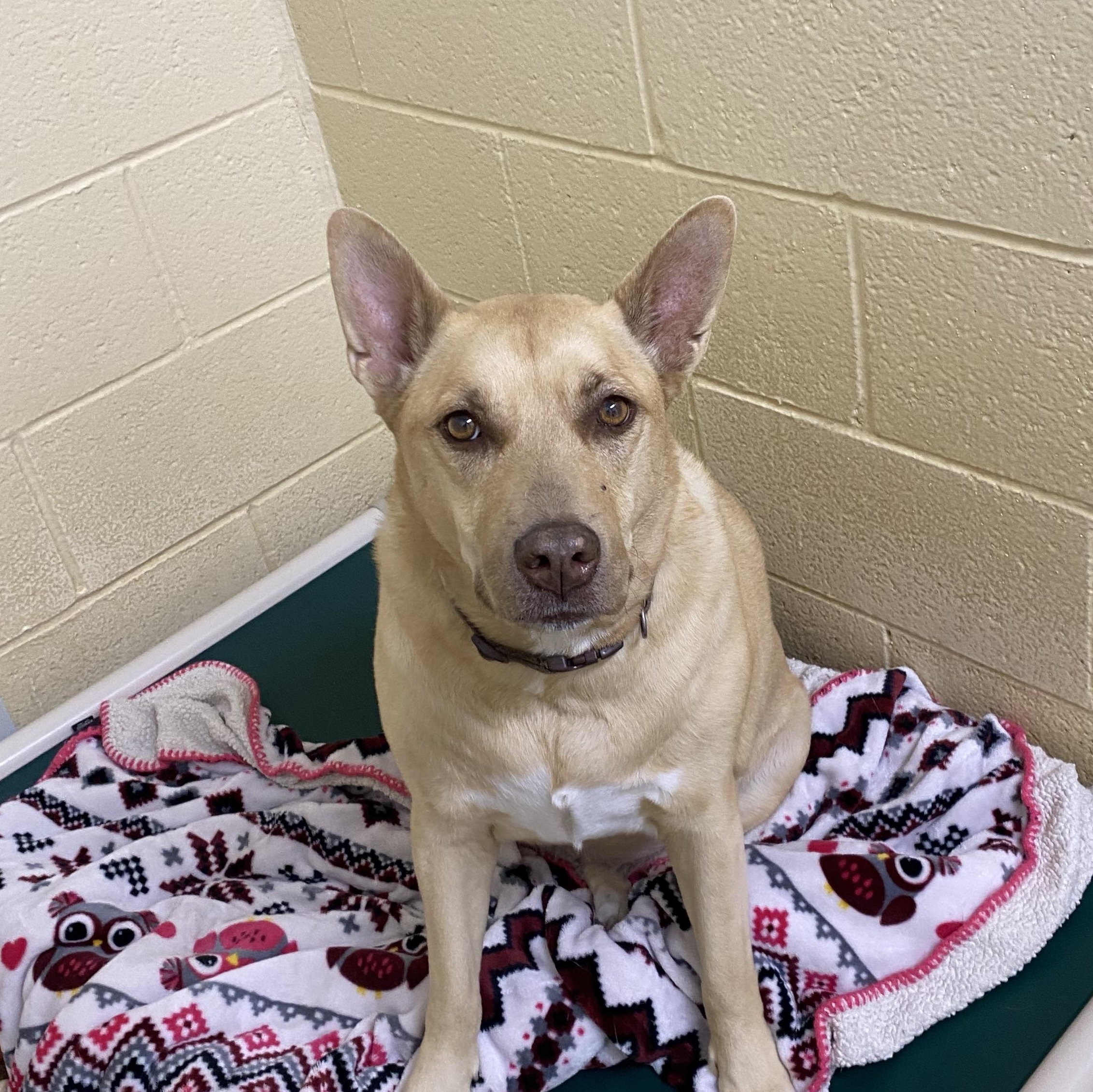 Faye, Adoptable, Adult Female Mixed Breed.