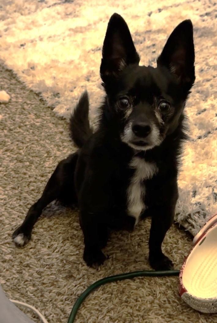 Enlarge Gabby, an adopted mixed breed in Oklahoma City, OK image 6/6