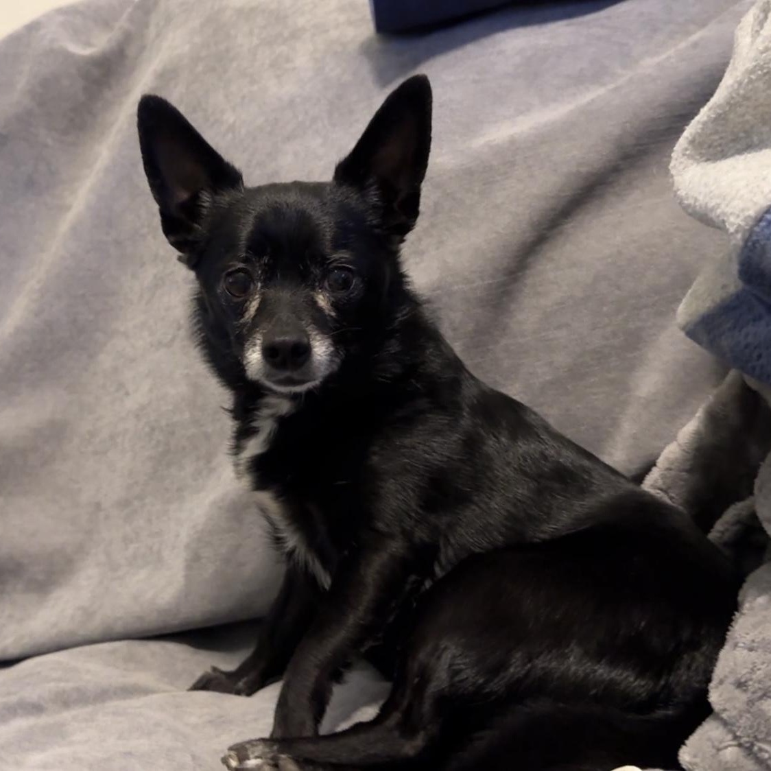 Enlarge Gabby, an adopted mixed breed in Oklahoma City, OK image 2/6