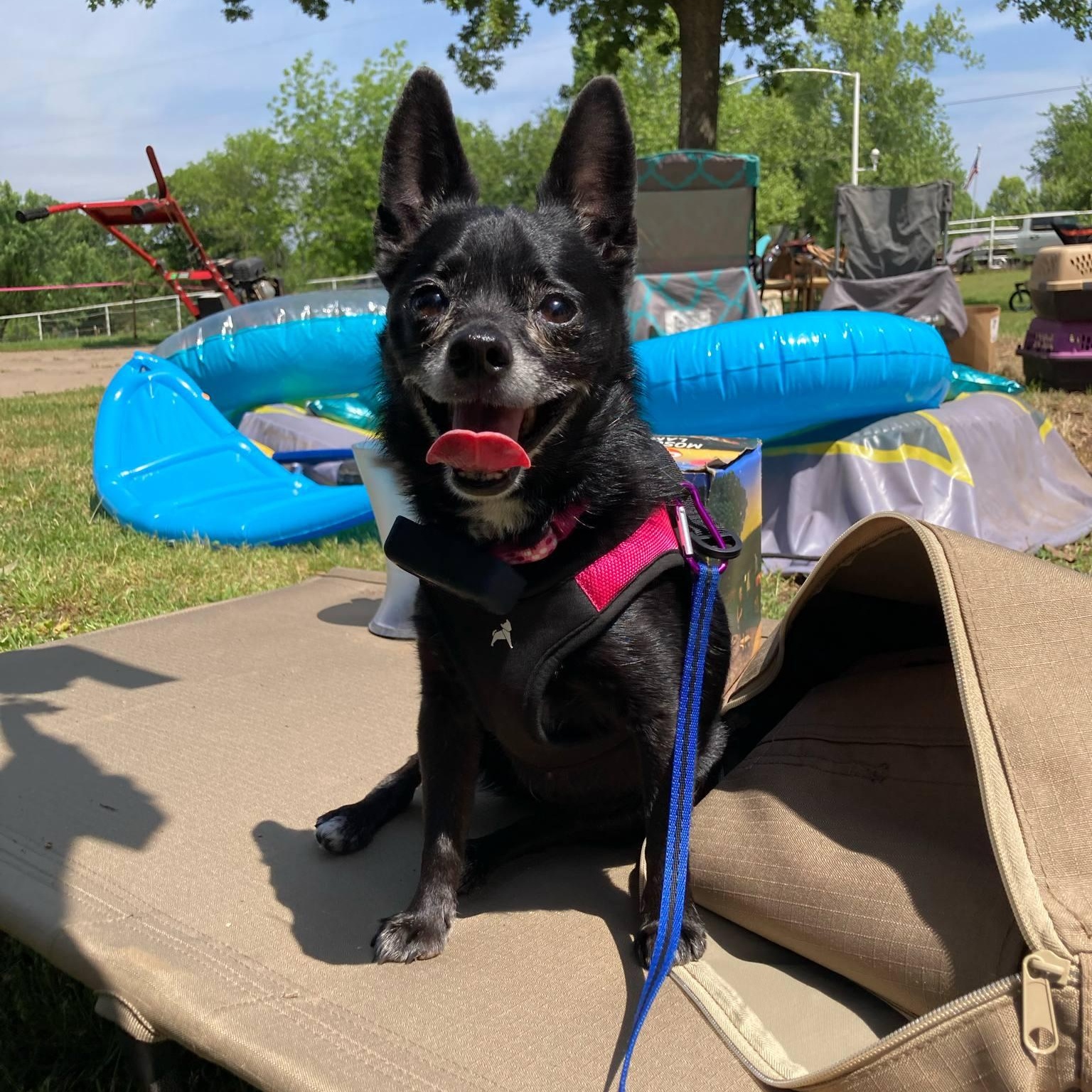 Gabby, adopted, Senior Female Chihuahua.