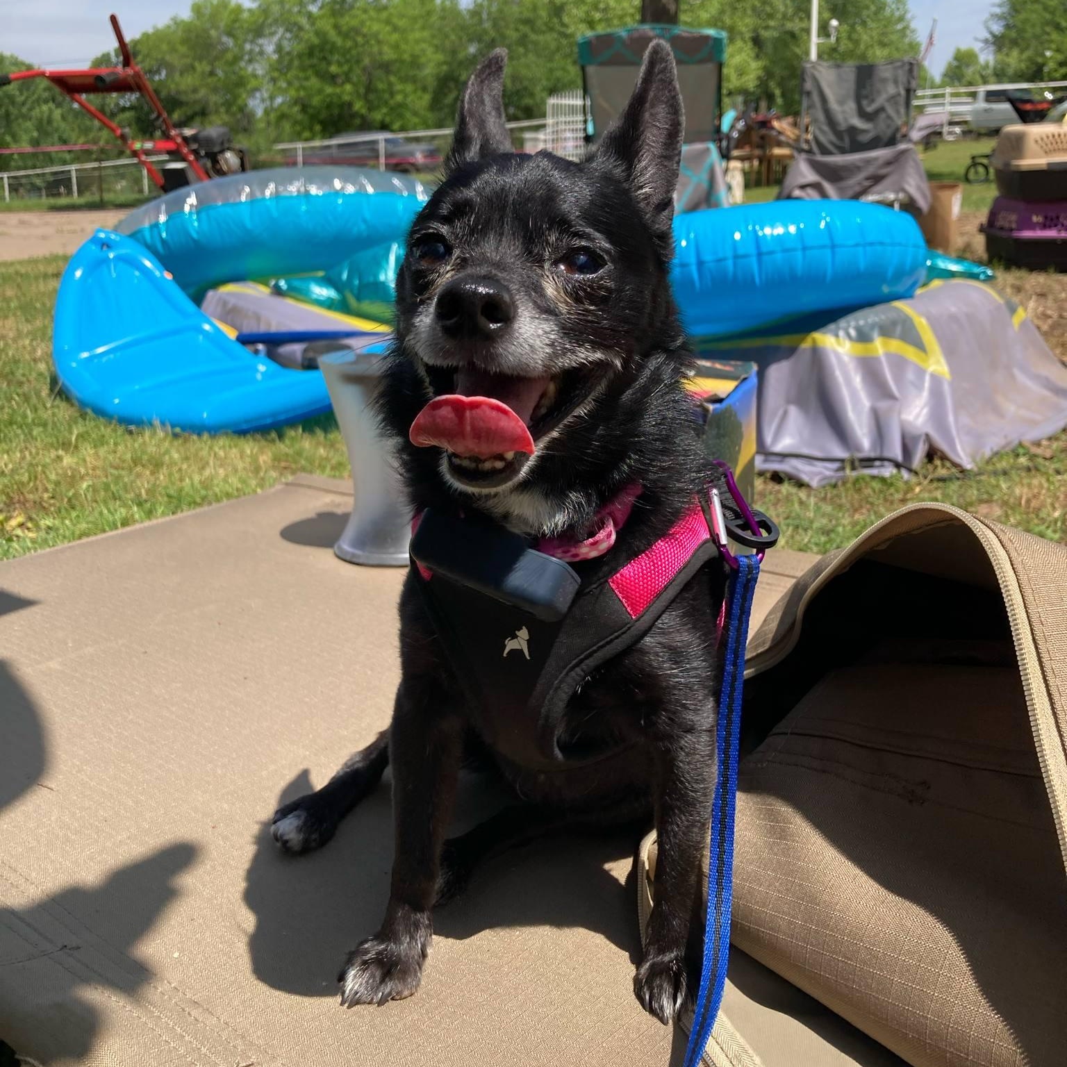 Enlarge Gabby, an adopted mixed breed in Oklahoma City, OK image 3/6