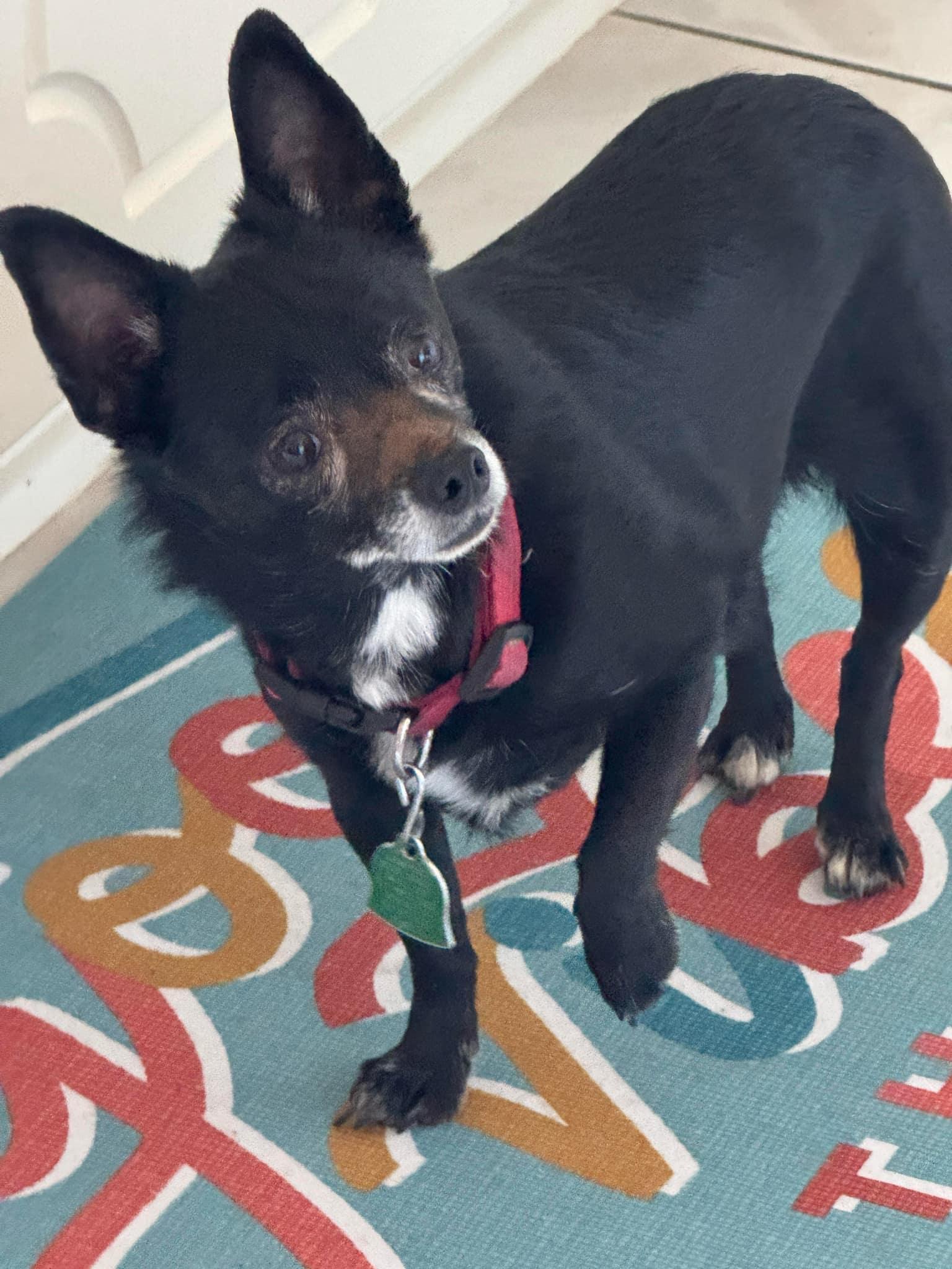 Enlarge Gabby, an adopted mixed breed in Oklahoma City, OK image 5/6