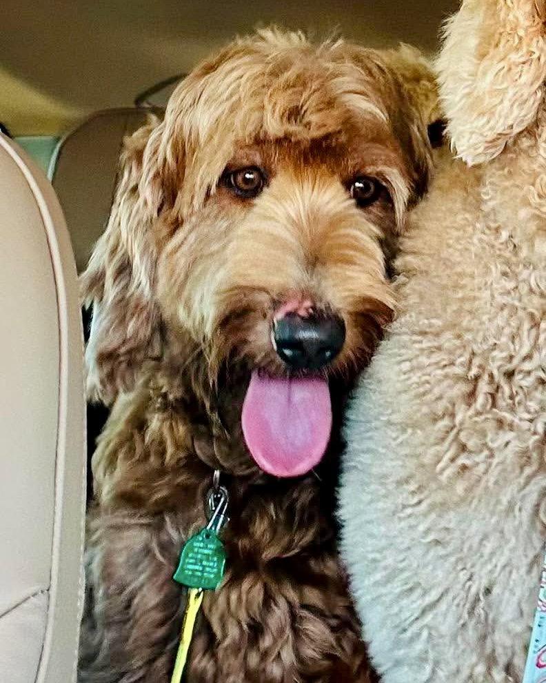 Louie & Nala, Adoptable, Adult Female Standard Poodle & Labrador Retriever.